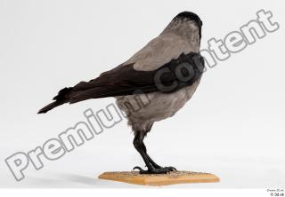 Carrion crow bird whole body 0004.jpg